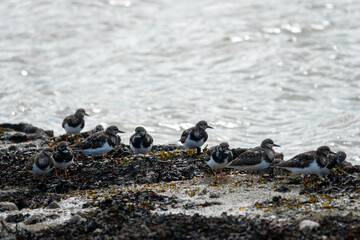 Wall Mural - turnstones resting on the sea defences with the sea in the background