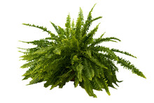 Cut Out Fern Plant In A Pot, Home Decoration Isolated