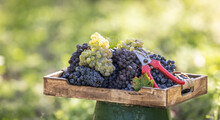 Different Varieties Of Grapes Freshly Picked In A Wooden Box Placed In A Vineyard