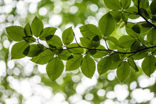 Branch Of Beech Tree With Leaves