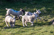 Frisky Spring Lambs 