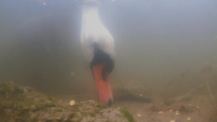 Sticker - swan dives underwater and eats food in the water