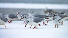 A Group Of Beautiful Black-headed Gulls Searching For Food On A Snow-covered Beach In A Beautiful Winter Scenery. Sopot, Baltic Sea, Poland