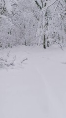 Wall Mural - Beautiful winter forest covered with snow, slider dolly shot. Vertical video