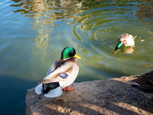 Two Male Ducks, One Of Which Sits On A Stone In The Foreground, And The Second Dives In A Pond Out Of Focus