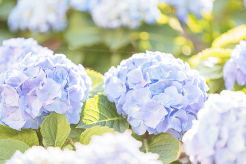 Wall Mural - hydrangea flower in close up with sunlight
