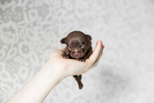 Newborn Brown Tiny Chihuahua  Puppy Sleeping On Blanket Or Hand
