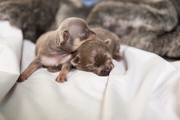 Wall Mural - Newborn brown tiny chihuahua  puppy sleeping on blanket or hand