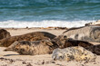 Kegelrobben sonnen sich auf der Düne am Strand auf Helgoland