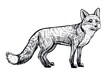 Fox vector hand drawn illustration. Side view of standing animal, black and white sketch isolated on white background.