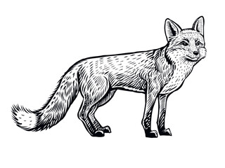 fox vector hand drawn illustration. side view of standing animal, black and white sketch isolated on