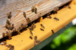 Leinwanddruck Bild - Apiculture - Abeille mellifère sur le plateau d'envol d'une   ruche