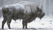 European bison in blizzard, wild animals in heavy snowfall 