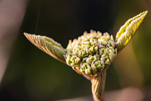 A Sprouting Flower In Nature Forms The Awakening Avatar For Master Yoda