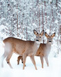 Roe deer in winter landscape. Photo taken by the Swedish coastline.