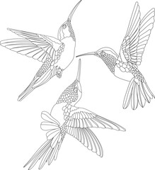 Wall Mural - Hummingbird bird set botanical illustration