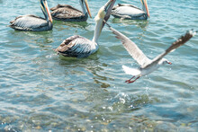 Seagulls And Pelicans In The Ocean Water