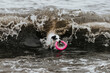 Pies bawi się aportuje na plaży w Sobieszewie, Morze Bałtyckie, Polska

