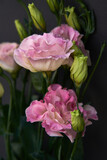 Fototapeta Tulipany - pink and white rose