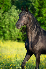 Canvas Print - portrait of breeding Trakehner black stallion posing in the field. summer sunny evening