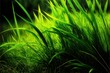  a close up of a grass field with a black background and a green background with grass and water in the background and a black background with a black border with a light at the bottom.