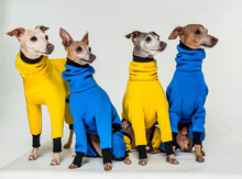Four Dogs In Colorful Sweaters