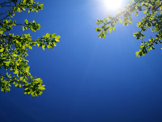 Wall Mural - Trees branches with fresh green leaves in early spring against a clear deep blue sky background, with sun shinning bright and visible rays of light and flare. Spring concept background, copy space