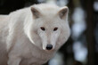 portrait von einem polarwolf, Canis lupus arctos