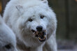 portrait von einem polarwolf, der ein stück fleisch frisst, Canis lupus arctos