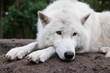 portrait von einem liegenden polarwolf, Canis lupus arctos