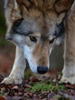 portrait von einem timberwolf, canis lupus