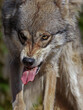 portrait von einem wolf, der die zähne fletscht, nahaufnahme vom kopf in frontalansicht