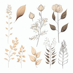 Poster - Set botanical hand drawn vector element. Hand-drawn illustration isolated on white background