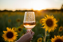 Portrait Of Beautiful Young Woman 33 Years Old In Hat In Sunflower Field At Sunset Holds Glass Of White Wine In Her Hand. Happy Model In White Dress On A Summer Evening In Nature. Warm.