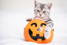 An Adorable Gray Kitten Sits In A Pumpkin-shaped Bucket On A White Background. Funny Scottish Kitten For Halloween.