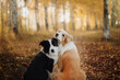 Two dogs on the forest hugging