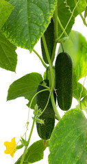 Wall Mural - Cucumber plant.