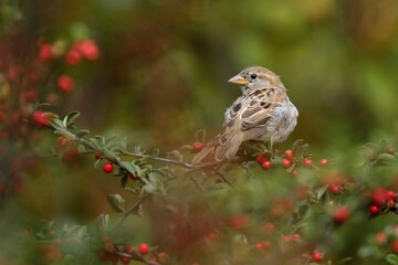 Closeup of a sparrow on a branch  against a green background, The house sparrow (Passer domesticus).