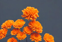 Orange Chrysanthemum Flower