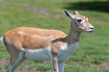 Close Up Of A Blackbuck (antilope Cervicapra) Doe