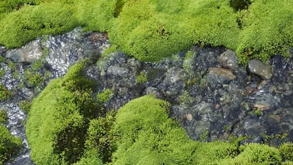 Poster - moss on stone with river