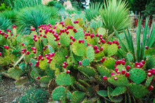 Cactus Blooms With Small Red Flowers