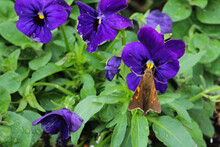 Moth Pollinating Purple Flowers