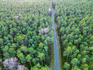 Poster - View of the forest from the drone - Hermanow village near Pabianice City