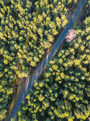 Poster - View of the forest from the drone - Hermanow village near Pabianice City