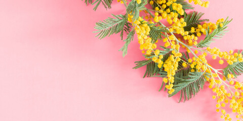 Wall Mural - flowers composition of yellow mimosa. mimosa flowers on pastel pink background. flat lay, top view, 