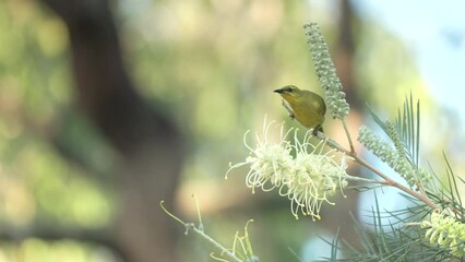 Wall Mural - a yellow honeyeater feeding on a grevillea flower at granite gorge near mareeba of qld, australia