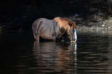 Chestnut Stallion Wild Horse Feeding On Water Grass And Reflecting In The Salt River Near Mesa Arizona United States
