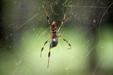 spider on the web