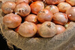 Fresh onions gathered on burlap sacks
